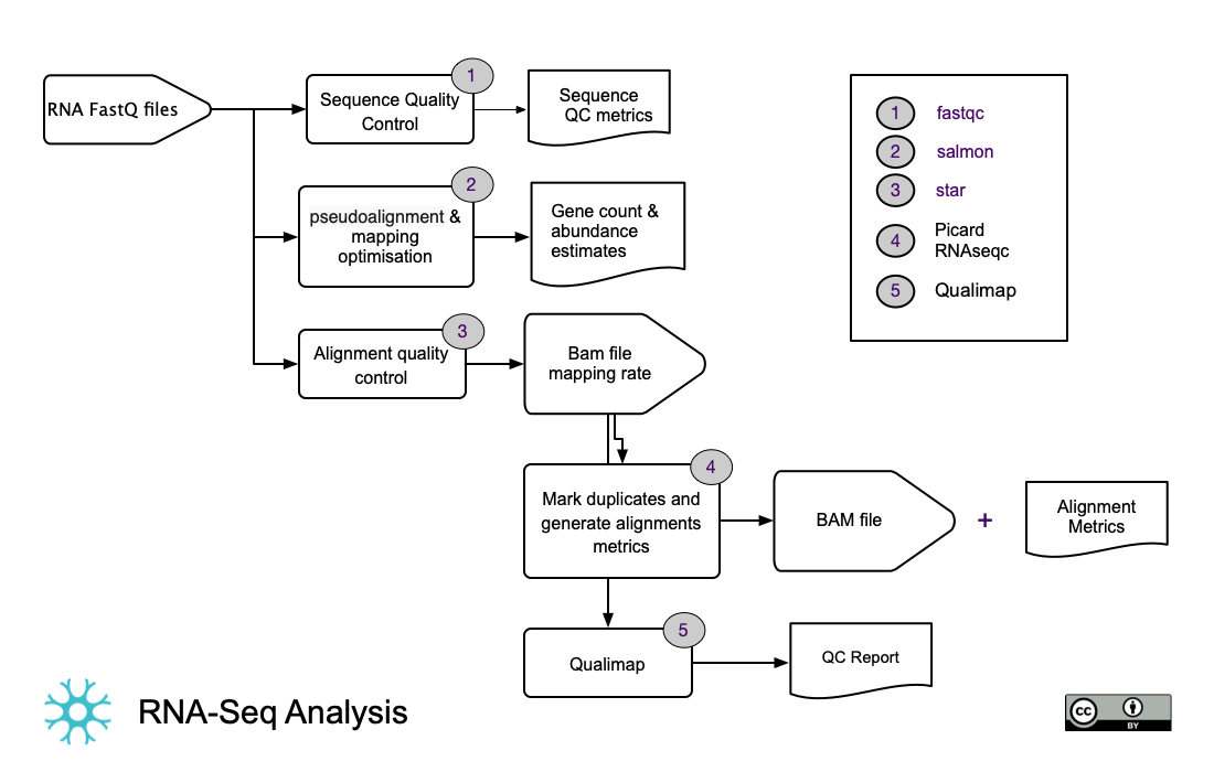 RNA-Seq Analysis