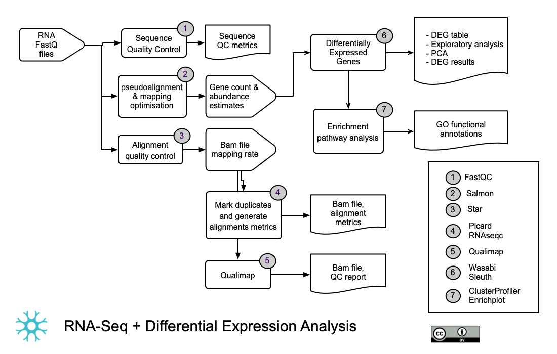 RNA-Seq and DEA