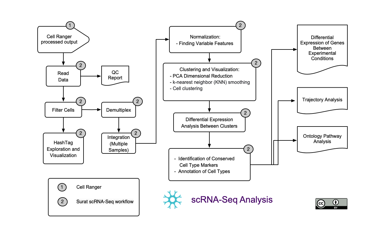 scRNA-Seq Analysis