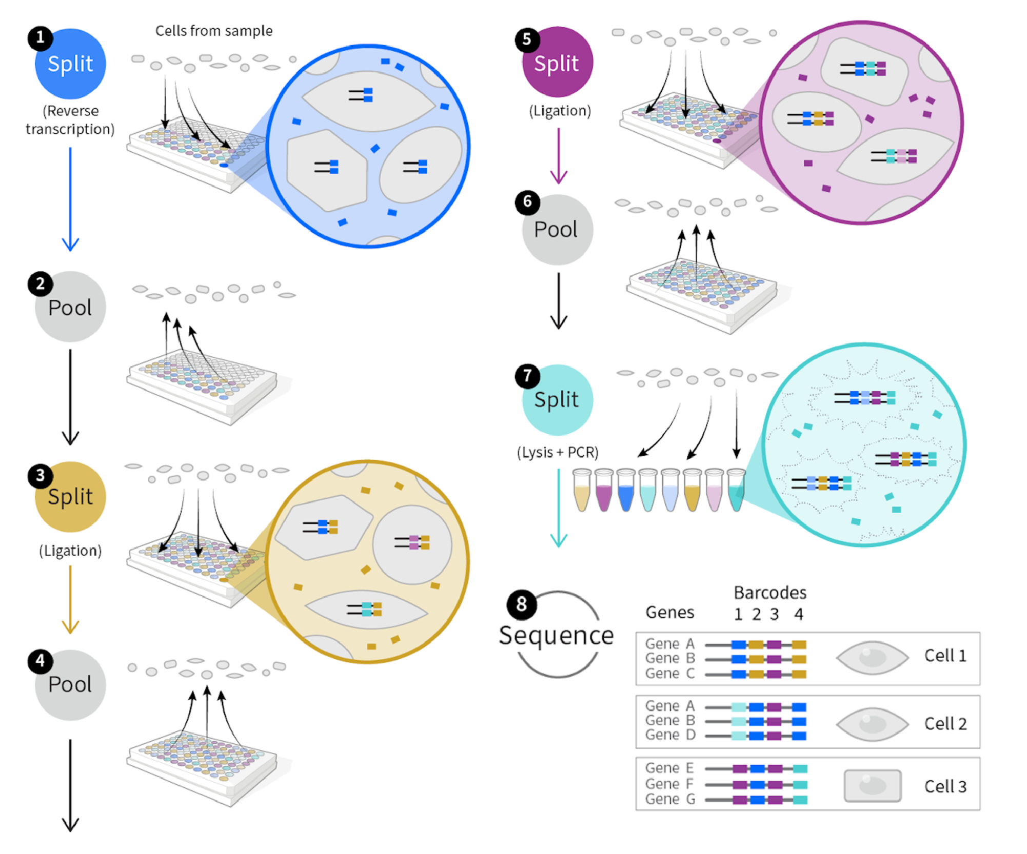 scRNA-Seq Analysis